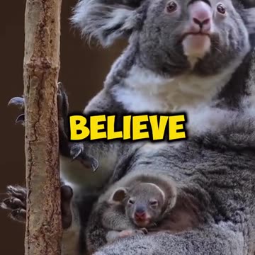 😱This is what inside of this koalas pouch😱