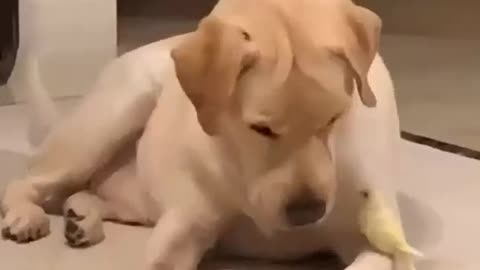 Funny dog