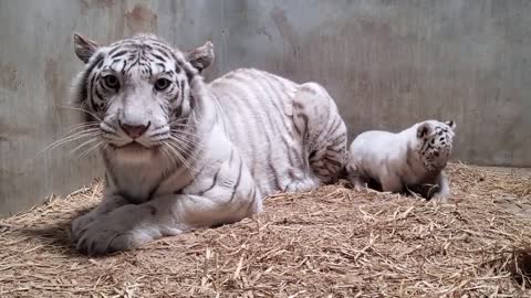 The tiger is feeding the baby