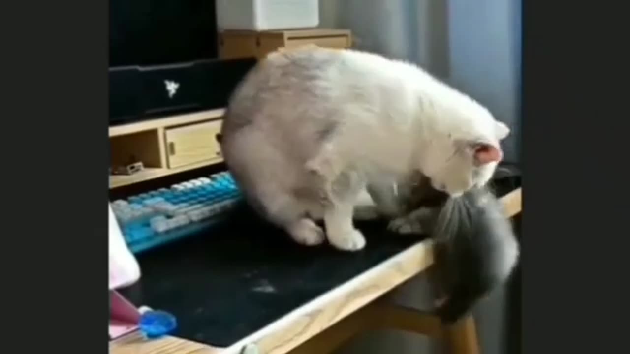 Funny animal video