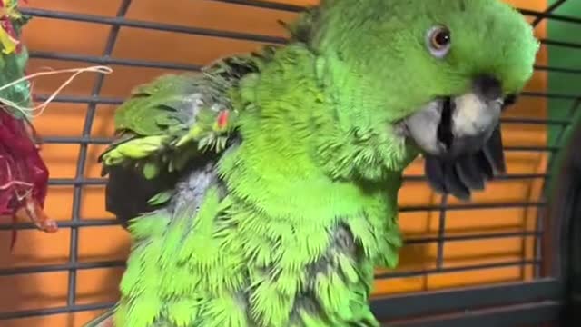 He’s just the funniest bird ever 🤣🤣🤣😊😊😊☺️☺️☺️!