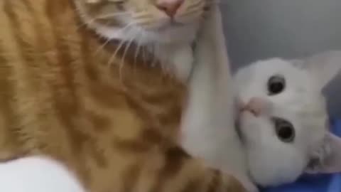 Messing with the wrong Cat