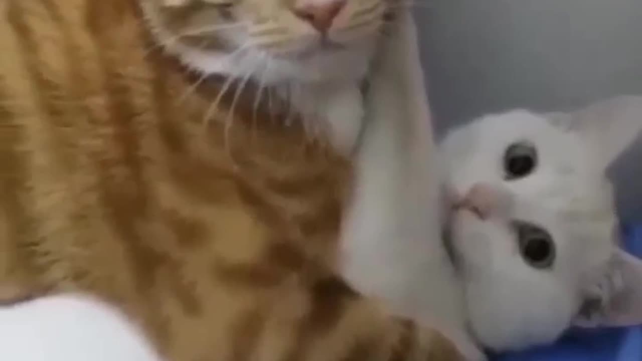 Messing with the wrong Cat