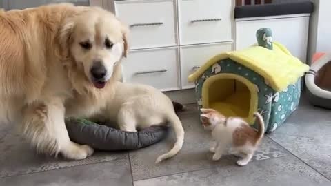 Kitten likes to play with the Golden Retrievers