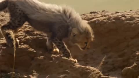Most Amazing Big Cats Hunting Attack Compilation Cheetah Lions Jaguar