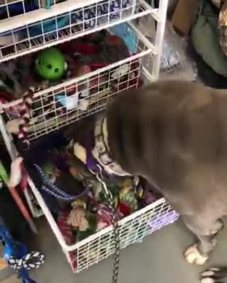 Perro pitbull anciano pasa 5 años en un refugio y consigue un milagro de Navidad justo a tiempo