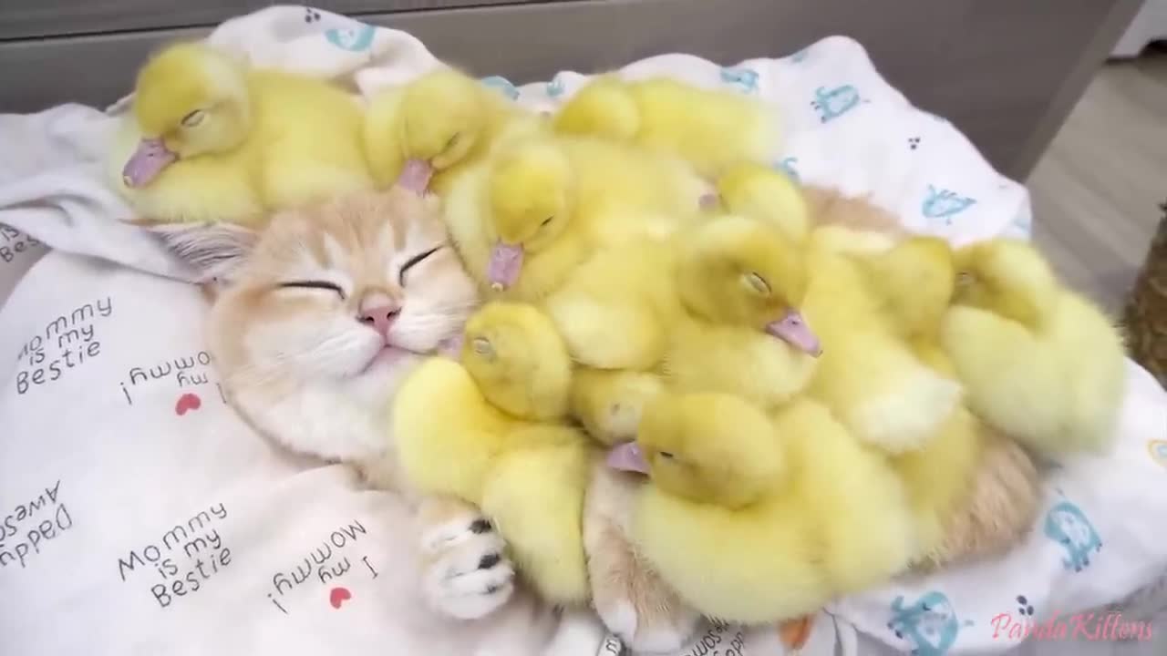 life of the ducklings and the kitten.mp4