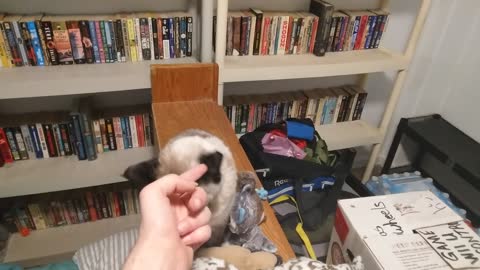 Petting Echo's Spot