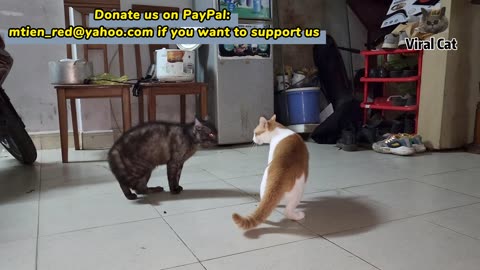 funny animals are fighting#viral cats