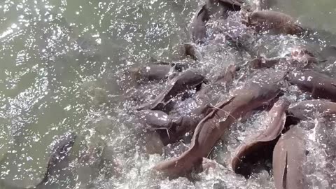 Catfish frenzy....