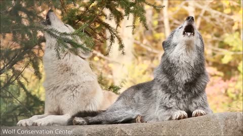 Wolf Howl Harmonies