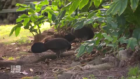 Brush Turkeys spreading through south of Sydney | 9 News Australia