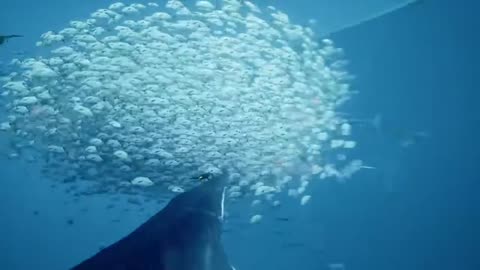 ABZU Humpback Riding