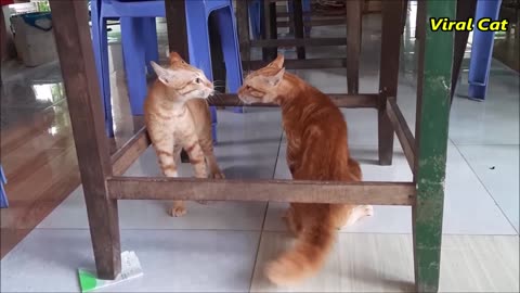 Cats Fighting and Meowing - These Two are Bloody Brothers | Virals Cats | Funny Videos