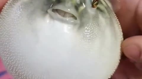 Cute pufferfish