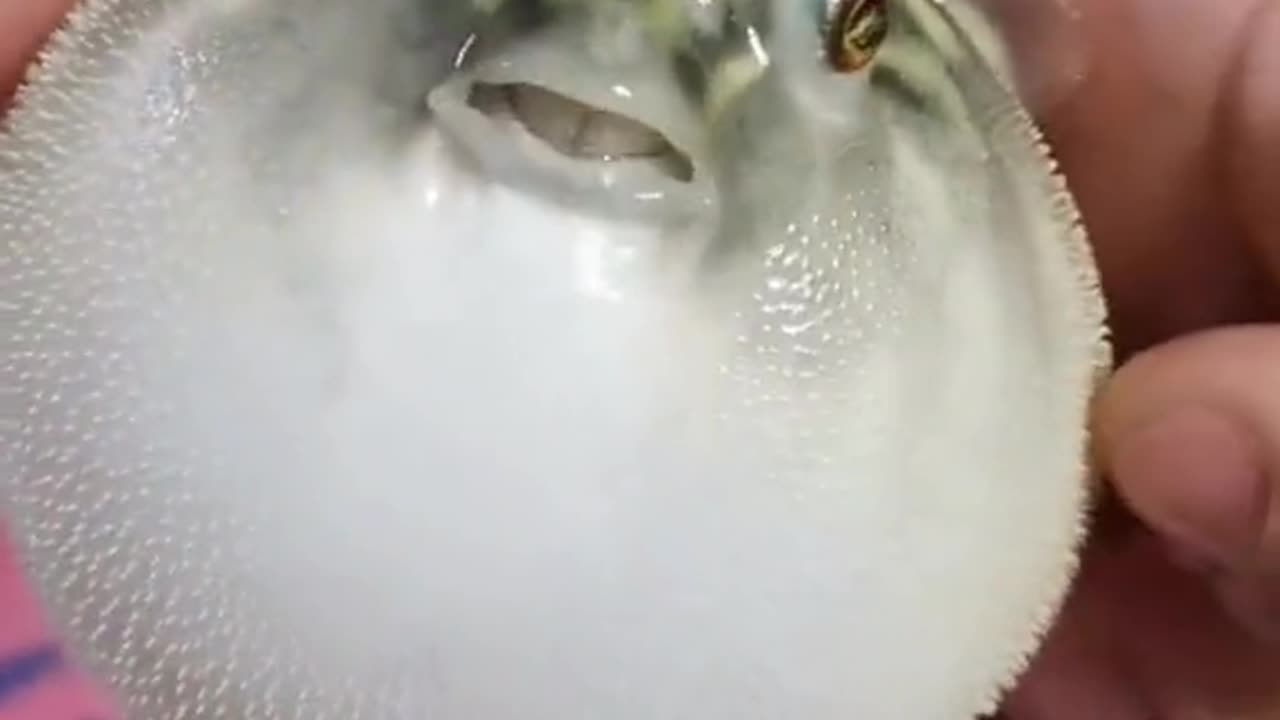 Cute pufferfish
