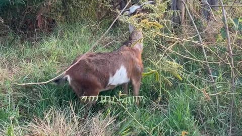 mama goat, so cute goat