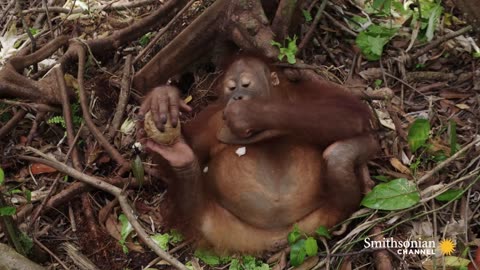 Baby Orangutans Learn How to Crack Coconuts