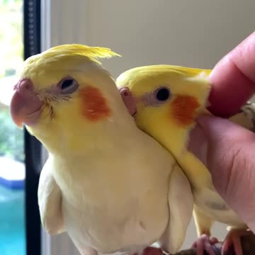 Siblings Showcase Diverse Personalities