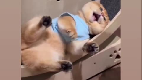 Cute and funny cat video.