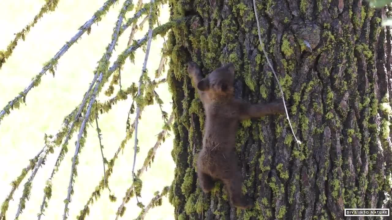 Mother Black Bear & Her Adorable Bear Cub in Sequoia National Park - California