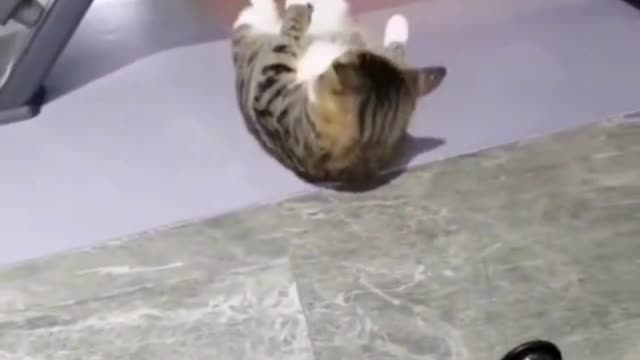 Jacked Cats funny cat video