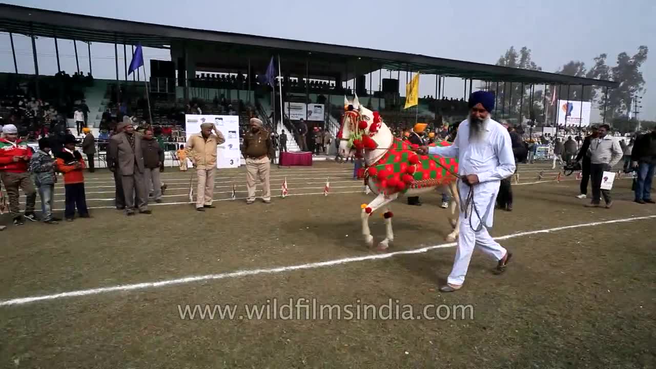 Horse dancing to the rhythm of dhol_ Only in India