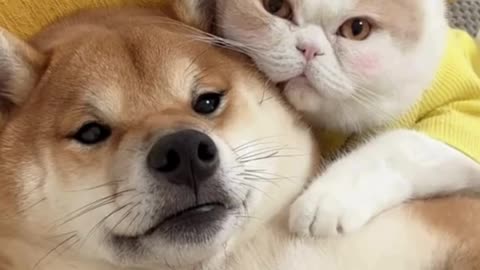 Cat and dog friendship