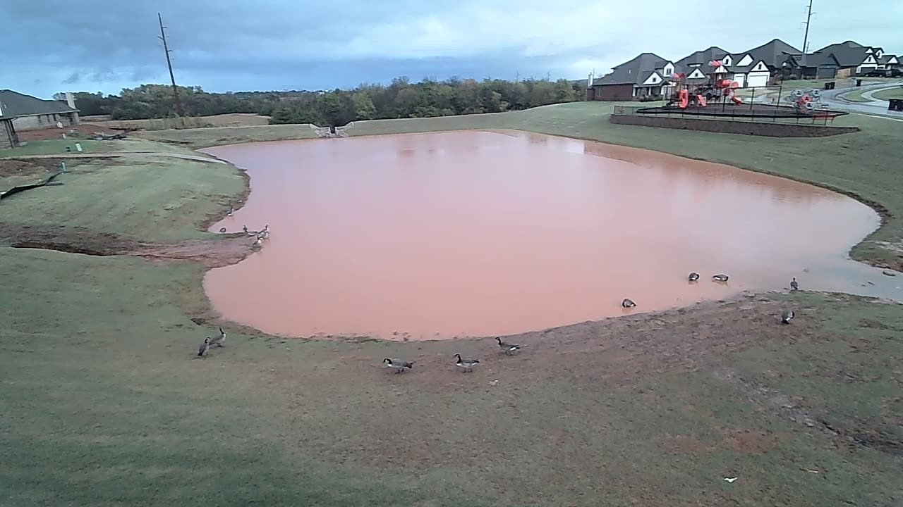 Sunrise, geese, ducks, rain