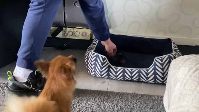 Chick Follows Command to Go to Dog Bed