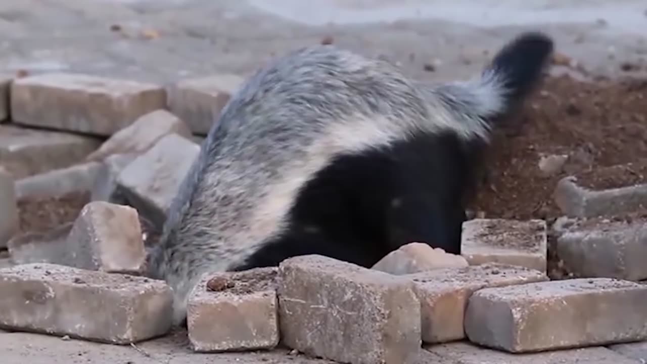 Honey Badger Takes Savagery to a Whole New Level