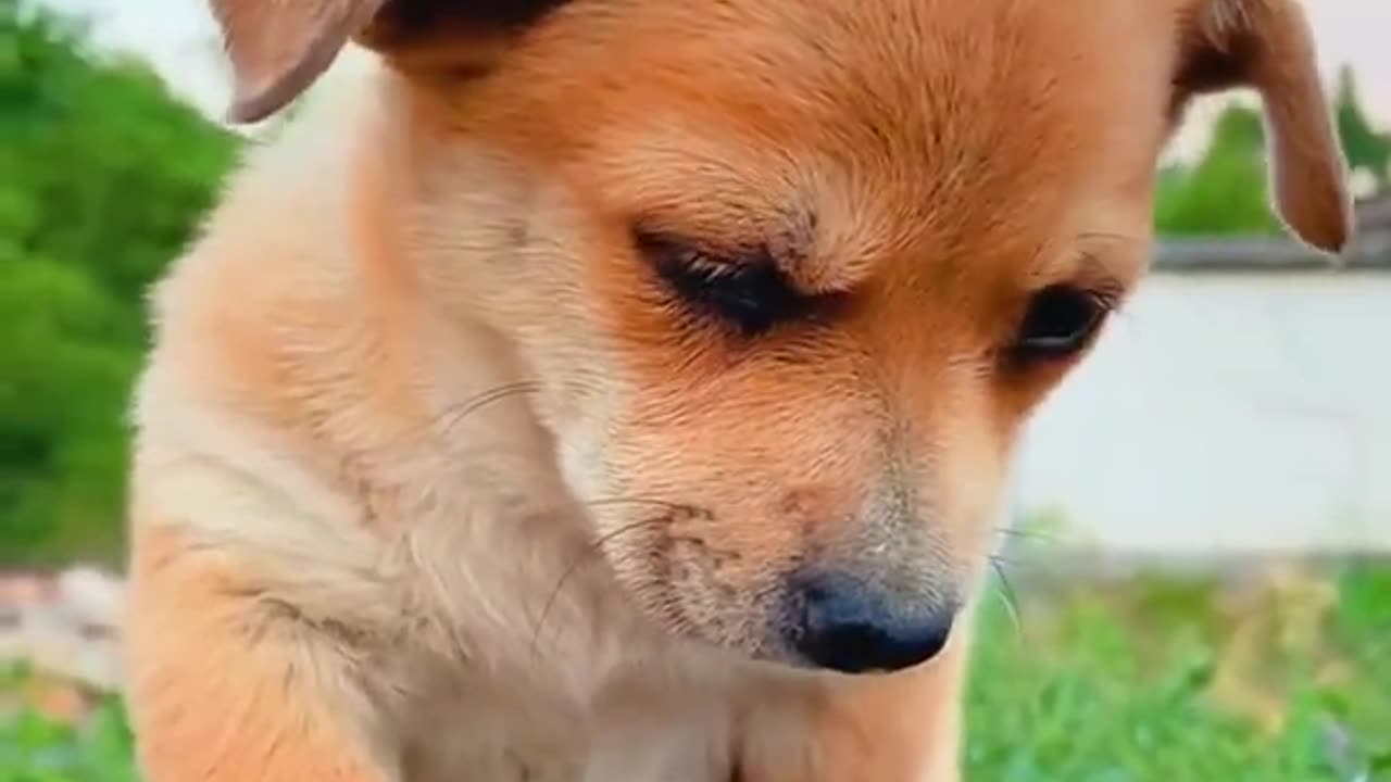 Funniest Animals~Best Funny Animal Videos