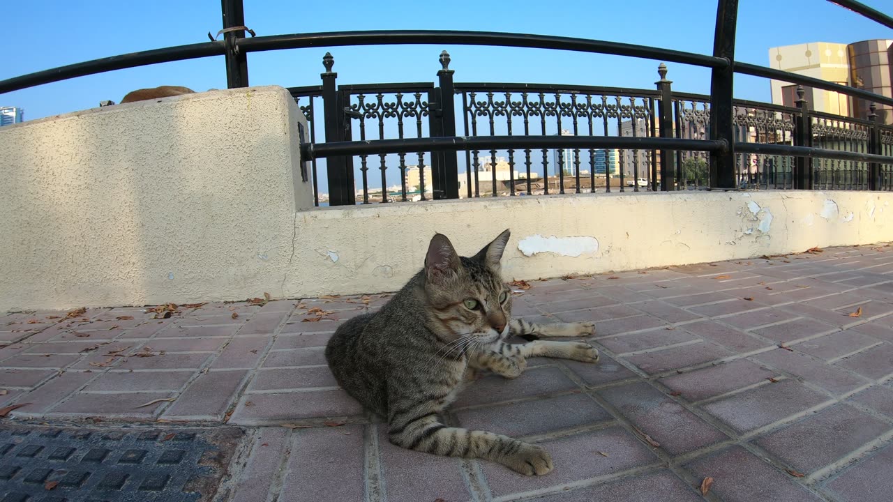 ED SHEERAN & MICHAEL JACKSON - Homeless cats in Ras Al Khaimah, UAE #cat #EdSheeran #MichaelJackson