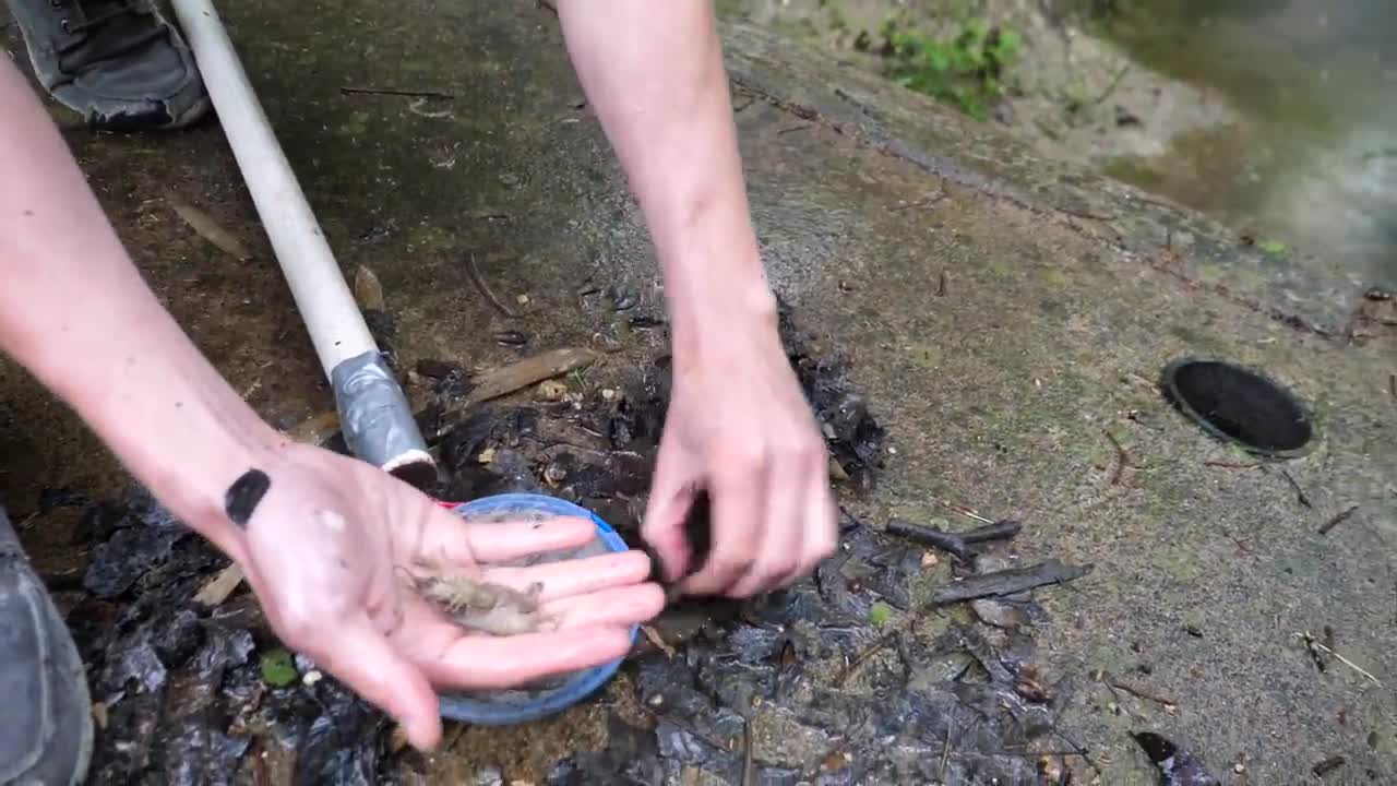 Baby Snapping Turtle vs Crayfish19