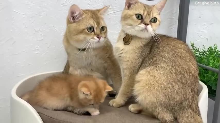 Dad cat gently washes his baby daughter and mom cat