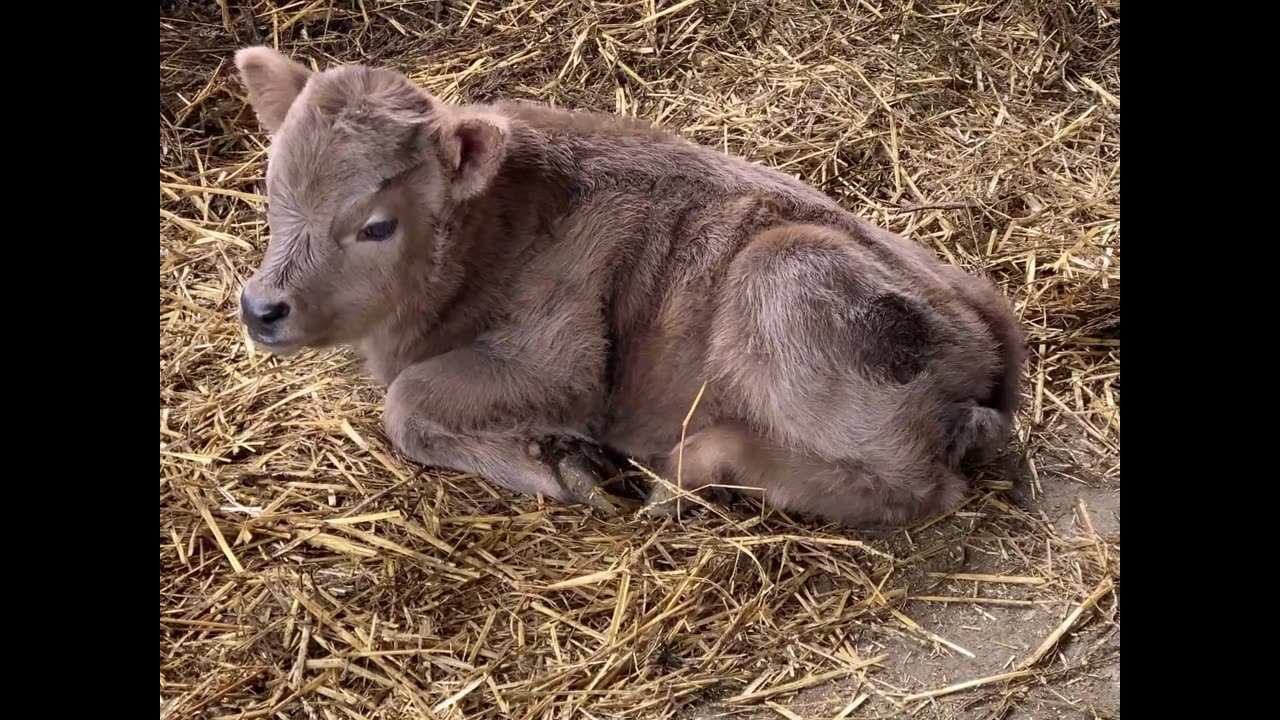 Athena was she was a baby girl.. #minihighland #minihighland #highlandcow