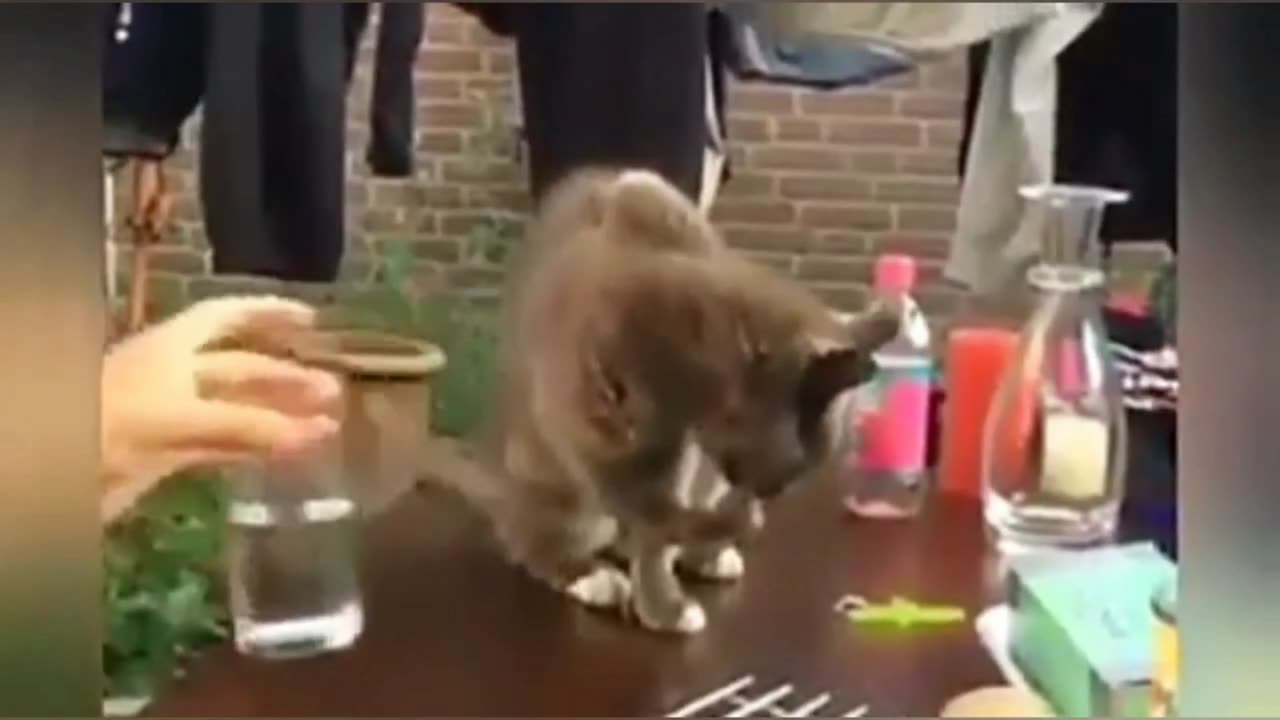 Funny cat video