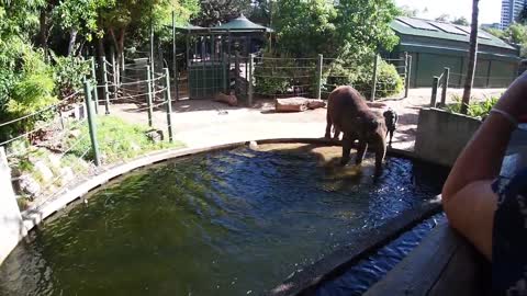 A keeper playing fetch with an elephant in a pool