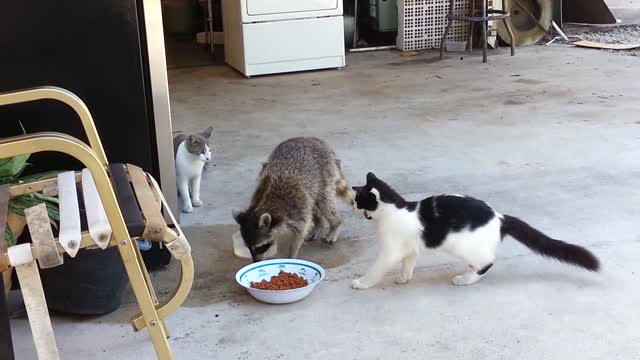 Raccoon Steals Cats' Food (Original)