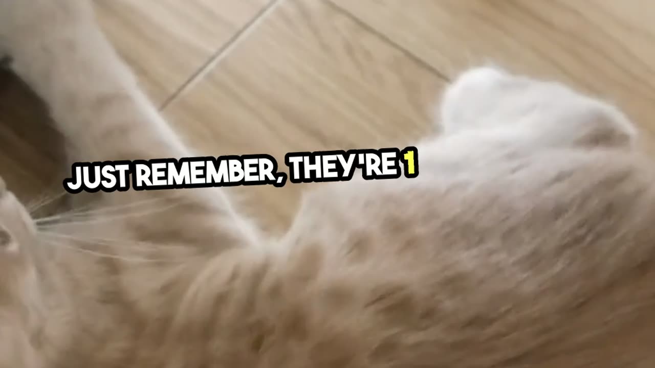 Why cats do bizzarre things