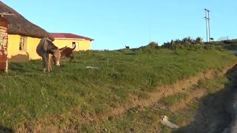 Happy Donkey