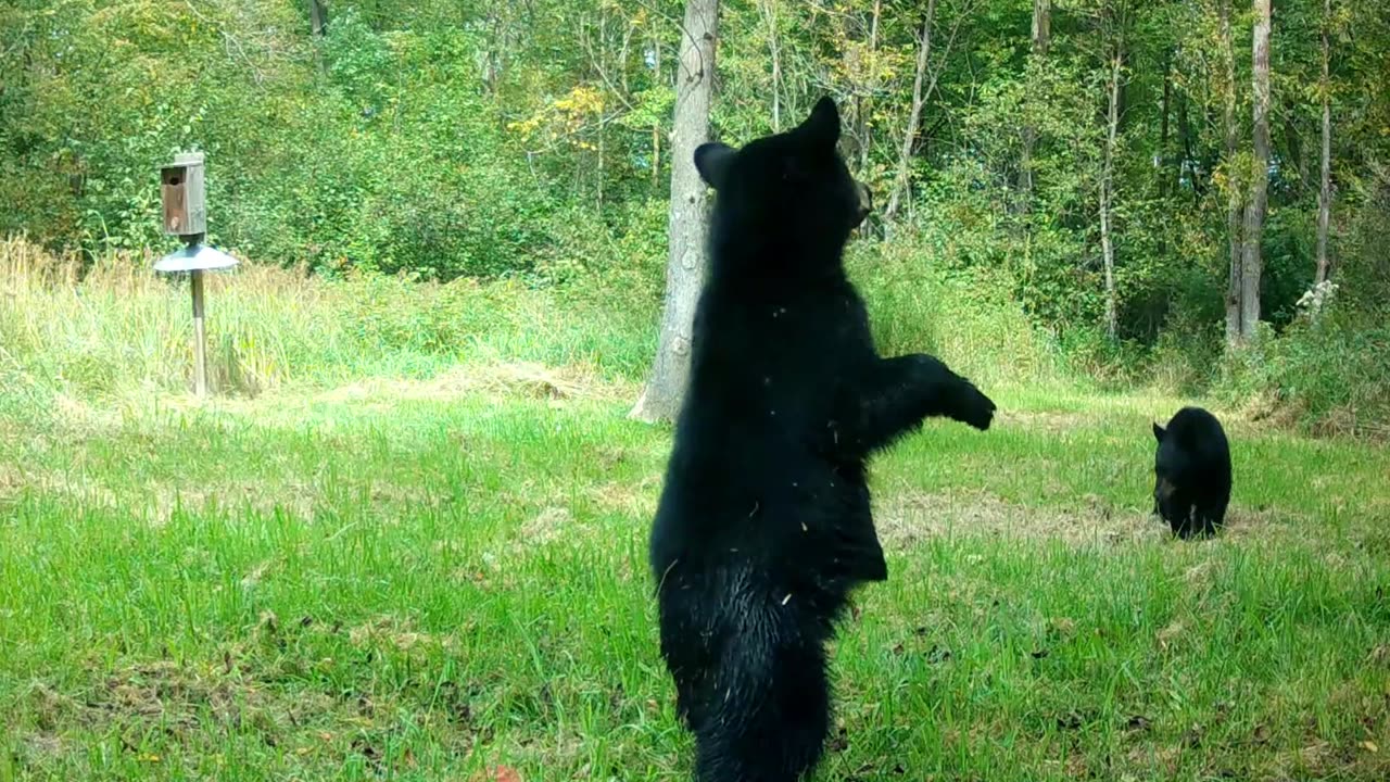 Baby Bears having fun!