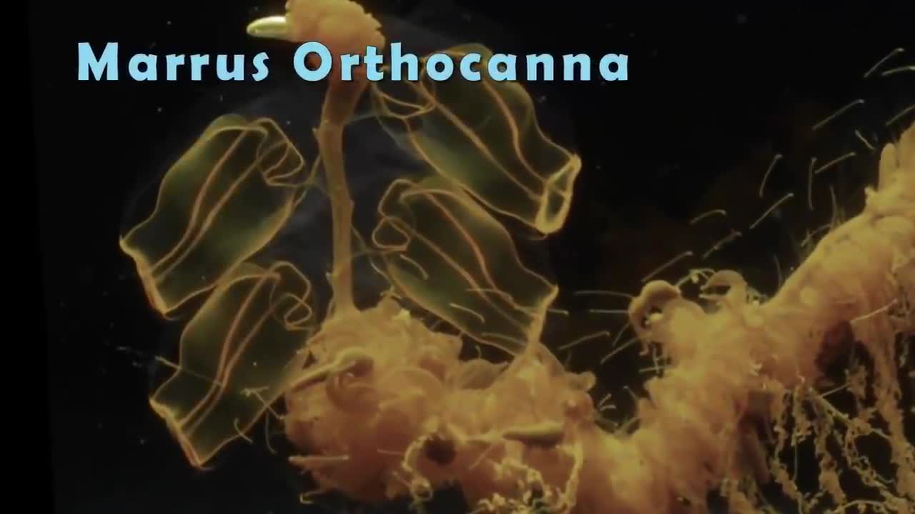 10 sea Creatures You Won't Believe Exist