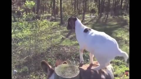 "Cute and Funny Donkey!!"