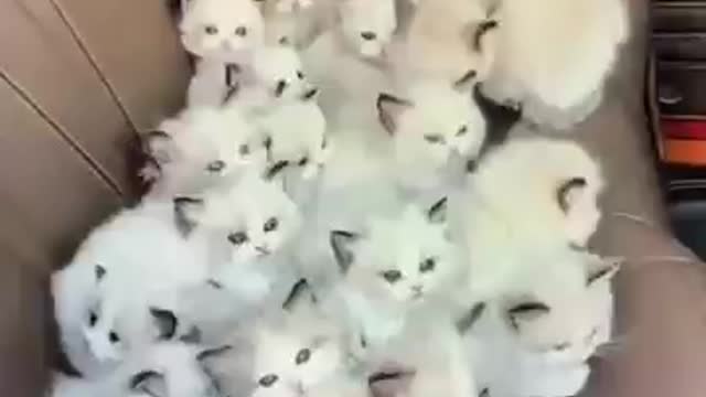 Baby cats-cute cats funny videos compilations #2 #shorts