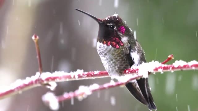 Male Annas hummingbird during a snowstorm