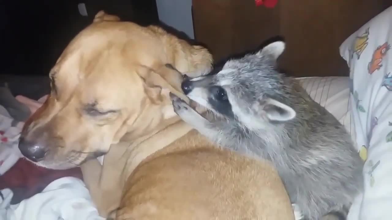 Sweet and gentle dog tolerates playful baby raccoon g