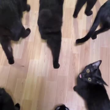 Army black 🖤cats 😨 cutest 😍. Cat friendly. Cat funy. Funy. Cute. Nice. Cat black 🖤