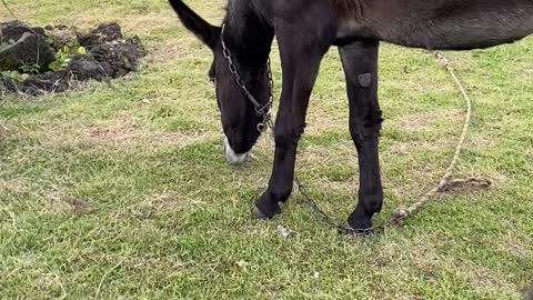 donkey eating rice