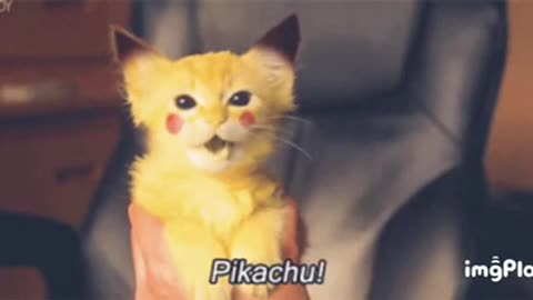 Cute Pikachu Cat Gif